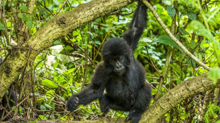 Top 3 Best Ways To Get To Bwindi Gorilla Park