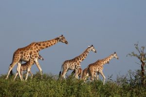 A Day On Safari In Murchison Falls National Park