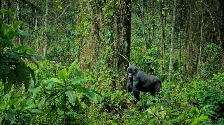 Gorilla Trekking Permit Availability