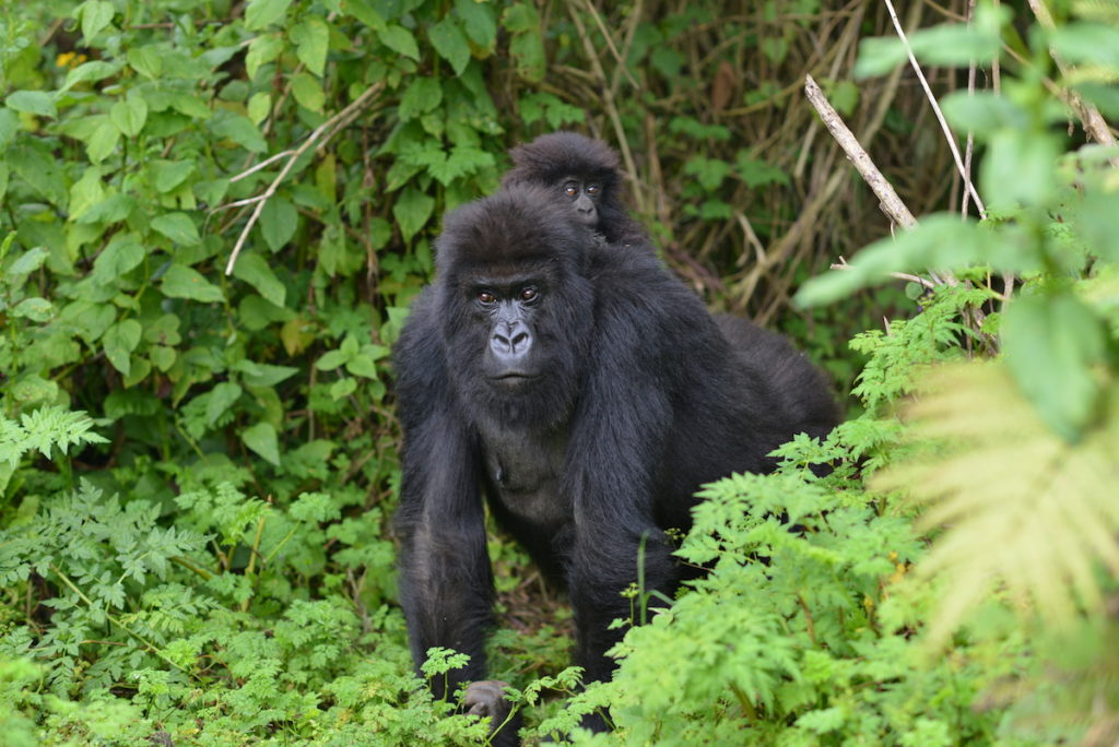 Cost of Gorilla Trekking in Uganda