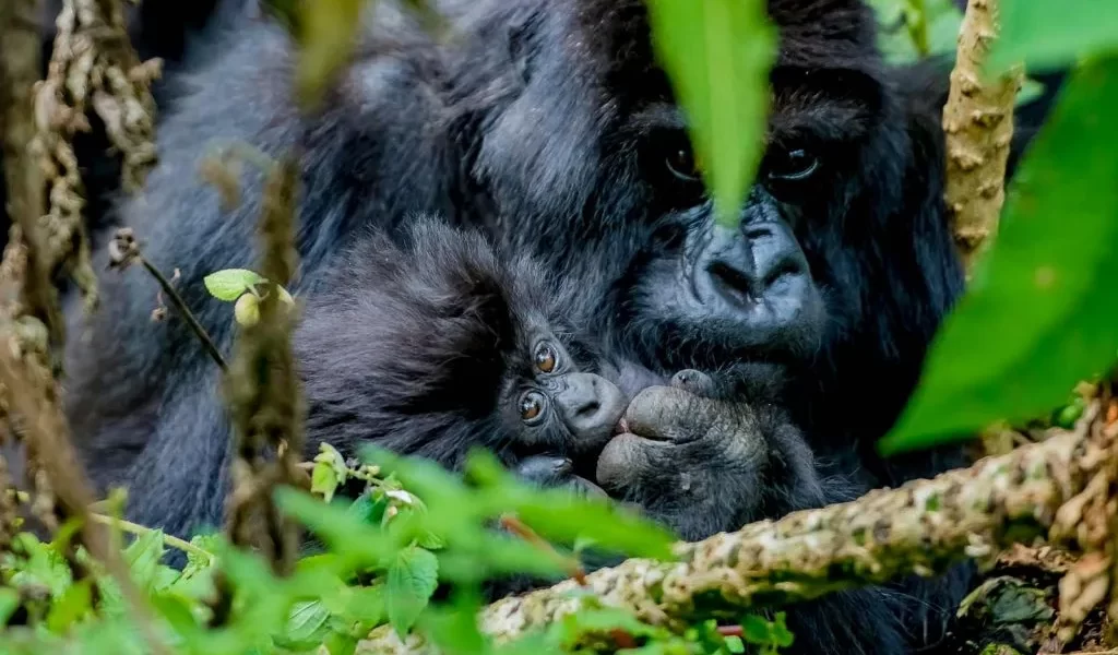 gorilla-safaris-uganda