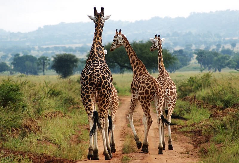 4x4 Self Drive Safari to Kidepo Valley National Park